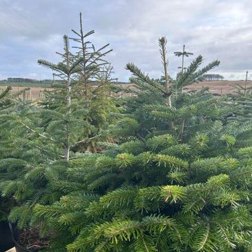 Green pine trees growing outdoors under a cloudy sky.