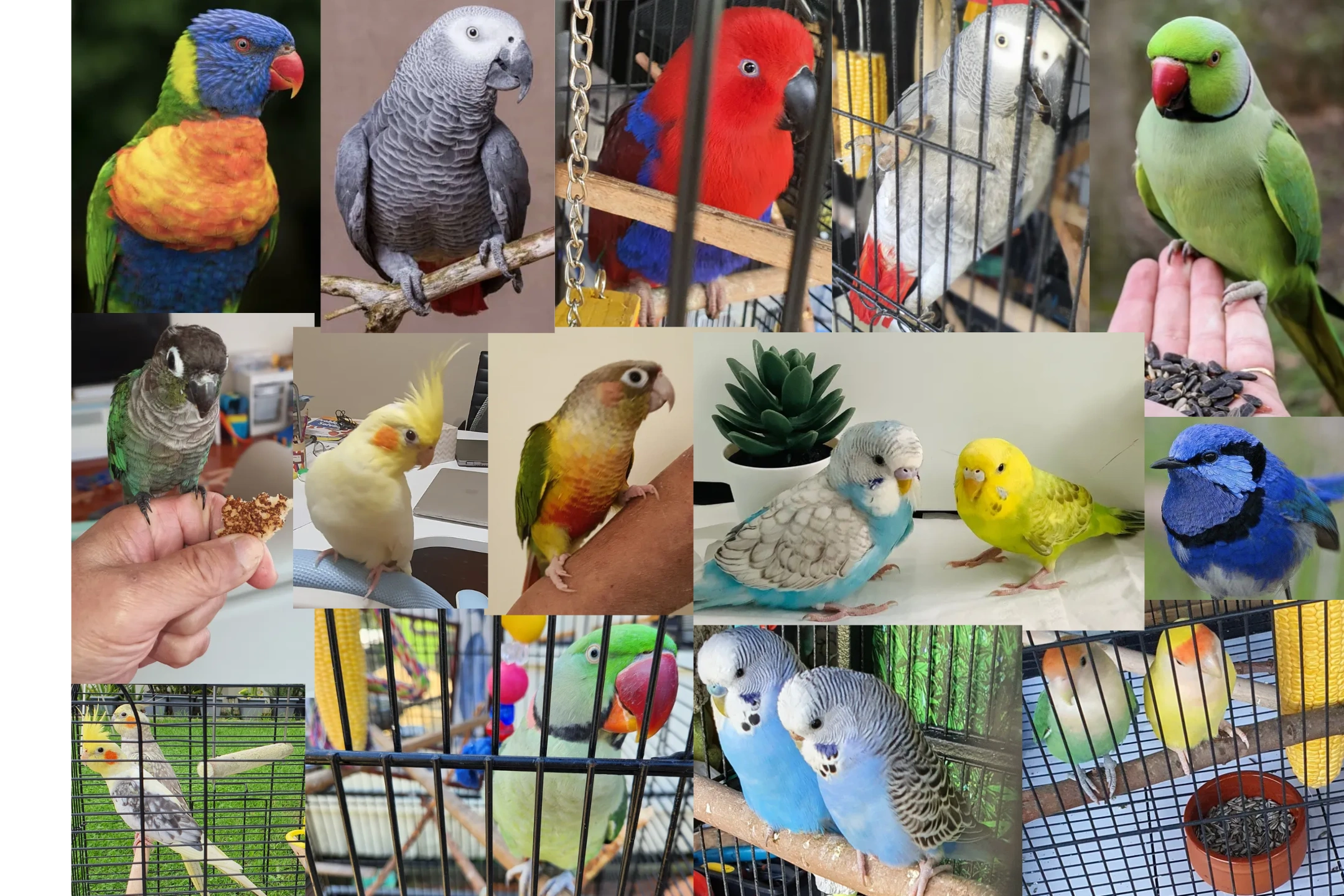 Budgie boarding store near me