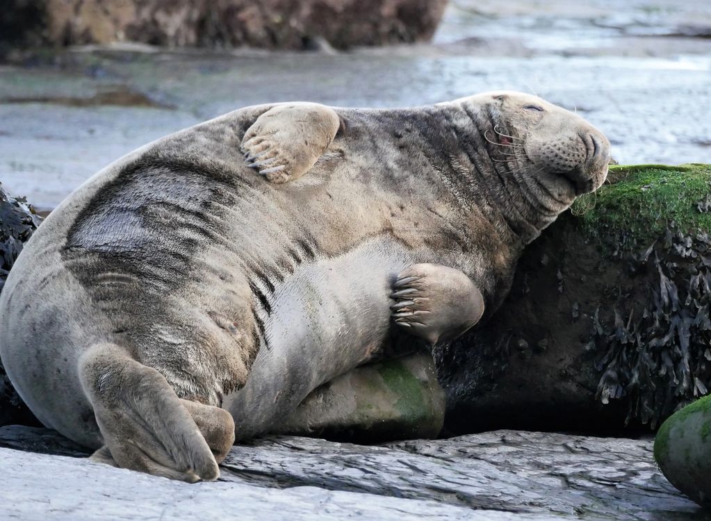 Grey Seal Yorkshire