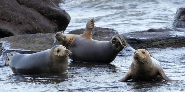 Grey seals hauled out in Yorkshire