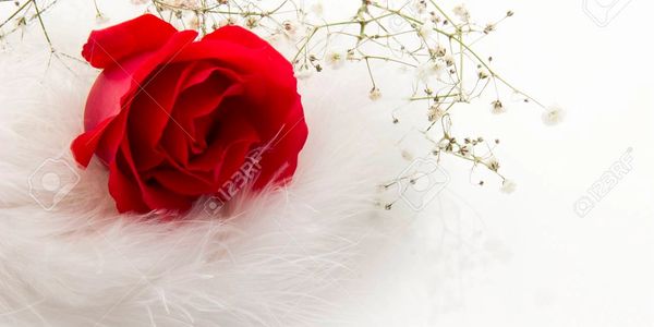 A vibrant red rose on soft white feathers with delicate baby's breath flowers.