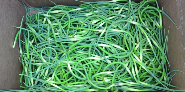 Garlic Scapes