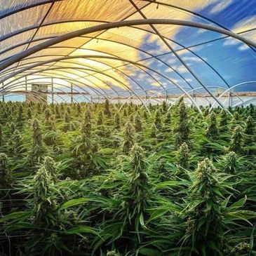 Indoor greenhouse filled with healthy cannabis plants under a curved roof.