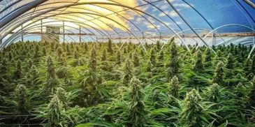 A greenhouse filled with dense, tall cannabis plants under a translucent roof.