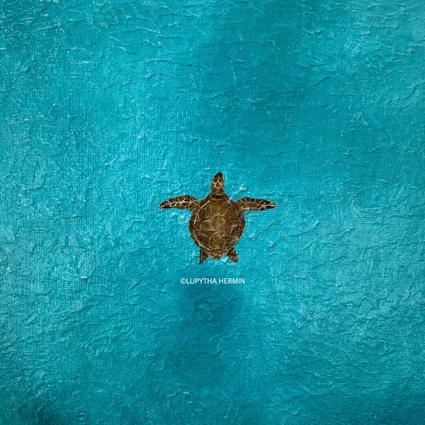 Turtle