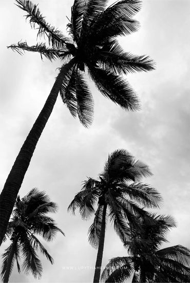 Palm trees