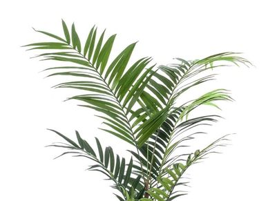 Artificial Plant 