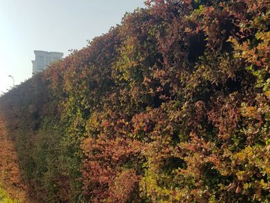 Elmich Green Wall - Versiwall