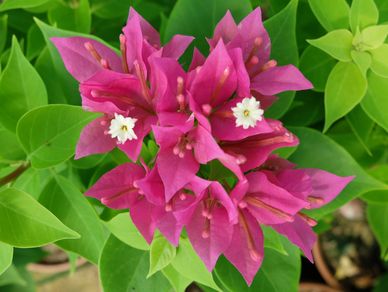 Nursery Plants, Palm Trees, Ornamental and Native Trees,  Large Shrubs, Shrubs, Ground Covers, Succu