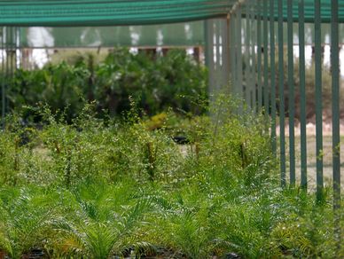 Nursery Plants, Palm Trees, Ornamental and Native Trees,  Large Shrubs, Shrubs, Ground Covers, Succu