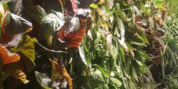 Green Wall - Indoor Plants
