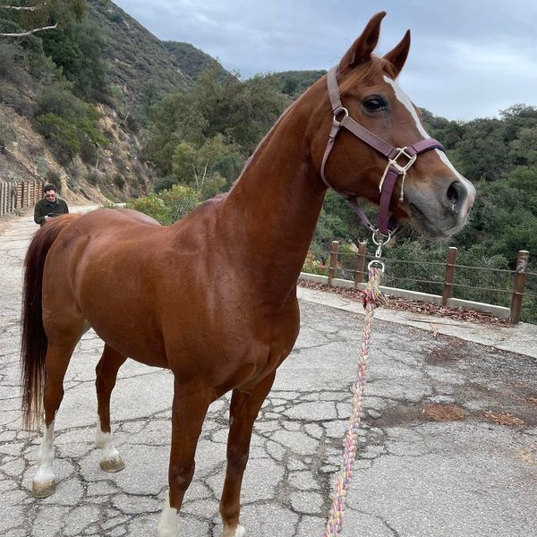 Arabian riding lesson horse on a trail in Los Angeles