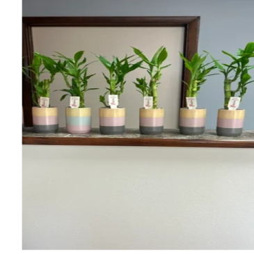 Six small plants in pastel-colored pots on a shelf.