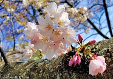 Hex.guibin at Cherry Blossom festival Washington, DC USA