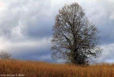 Hex.guibin  with a tree in the field near Asheville, NC