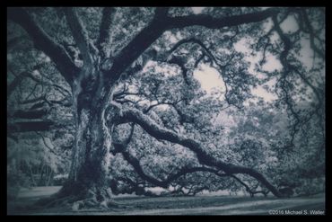 Face In The Tree - Hex.guibin