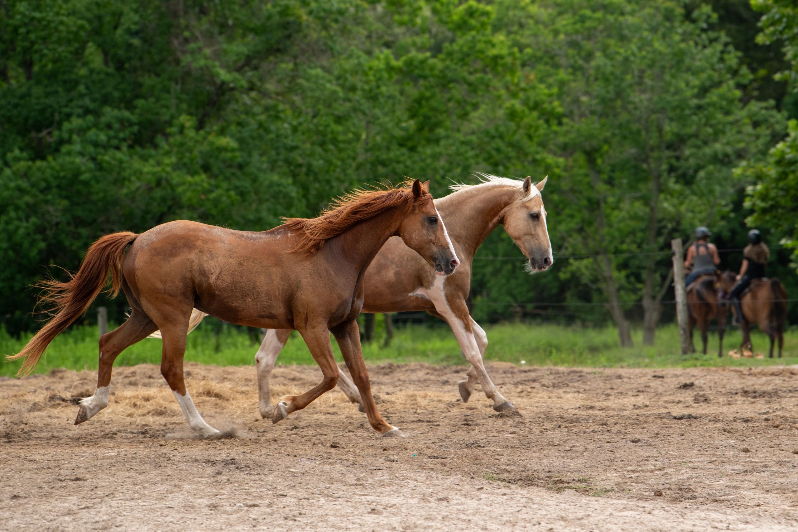 Morgan Stables