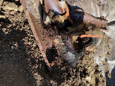 Removed section of clay sewer with root growth 