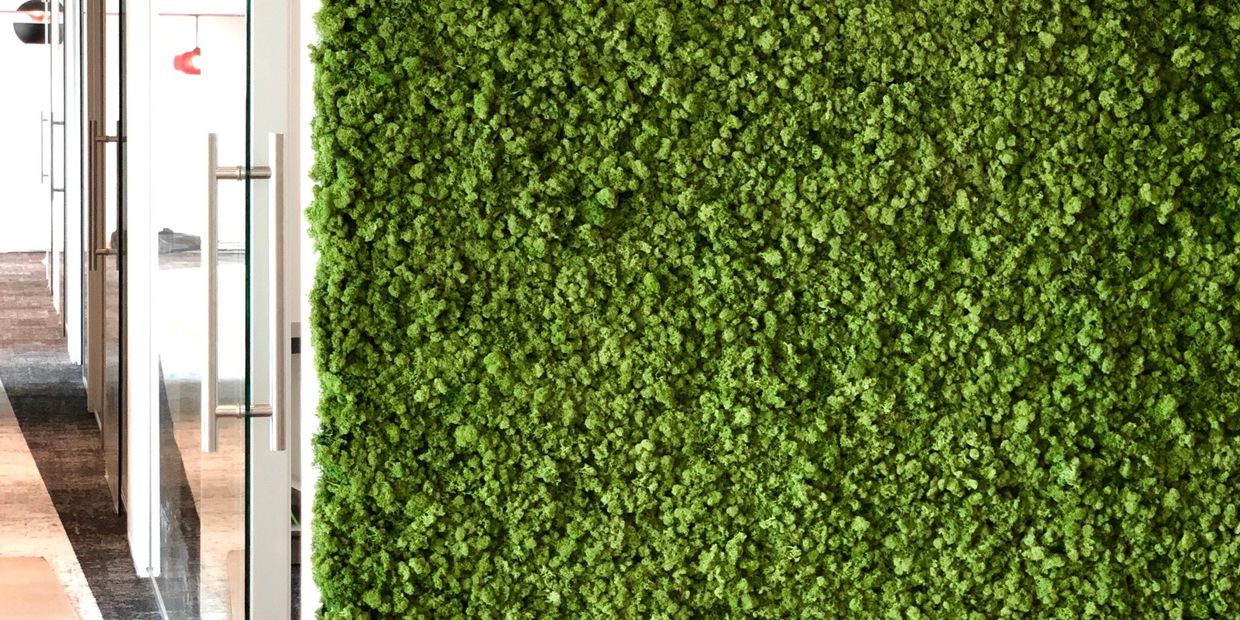 Moss wall / Green wall in Egypt