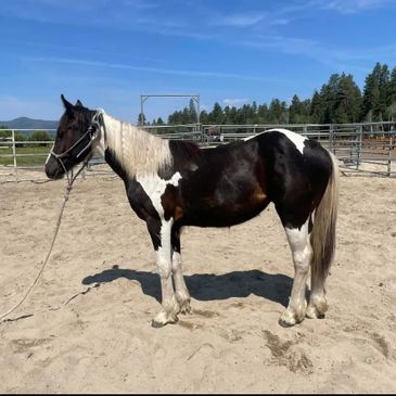 A black and white horse standing in a sandy enclosure under a clear blue sky.