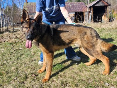 German Shepherd dog standing on grass with person behind.