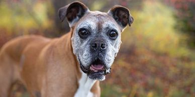 Kisbey the Retired therapy dog read kids books with you! 