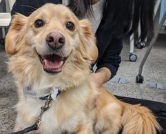 Dibs the therapy dog at an event at the UofS 