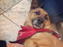 Shep is a therapy dog that knows how to talk by pressing various buttons 