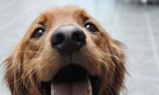 Toby the therapy dog in training, Click to read childrens books with dogs