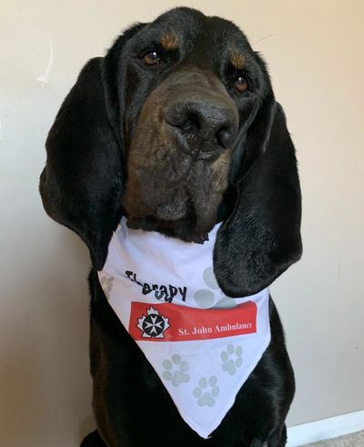 Milo a therapy dog located in saskatoon saskatchewan canada 