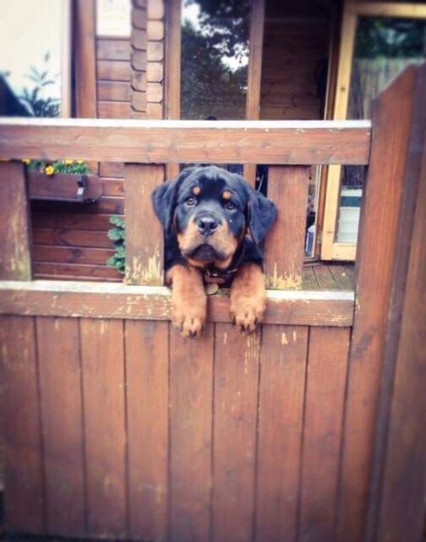 Rottweiler Puppy in wooden gate