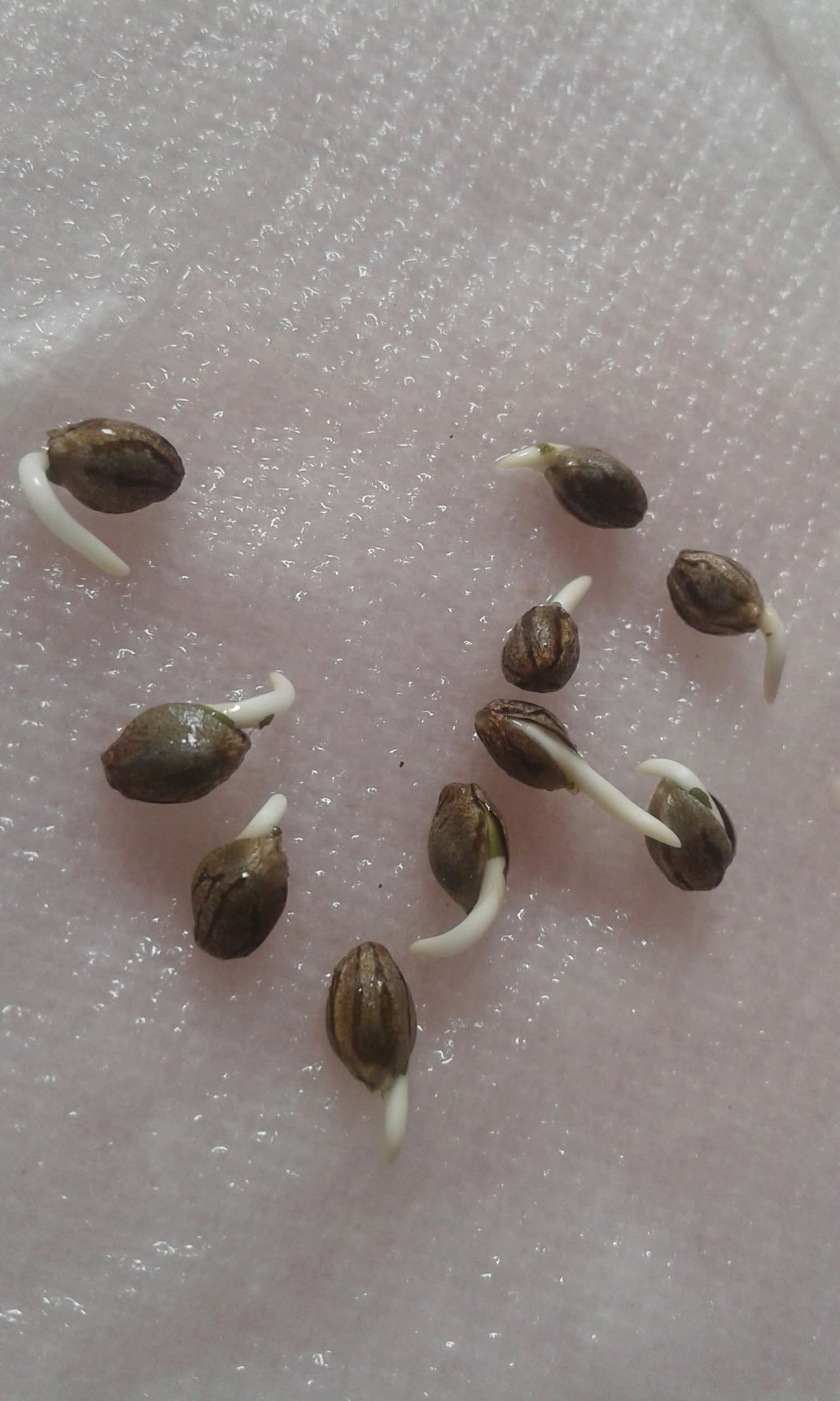 Hawaiian Style Germination Station
