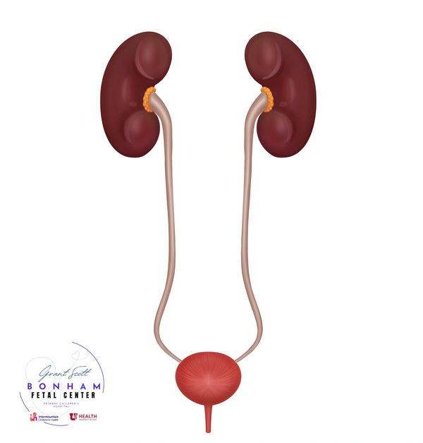 Diagram of the human urinary system showing kidneys, ureters, and bladder.