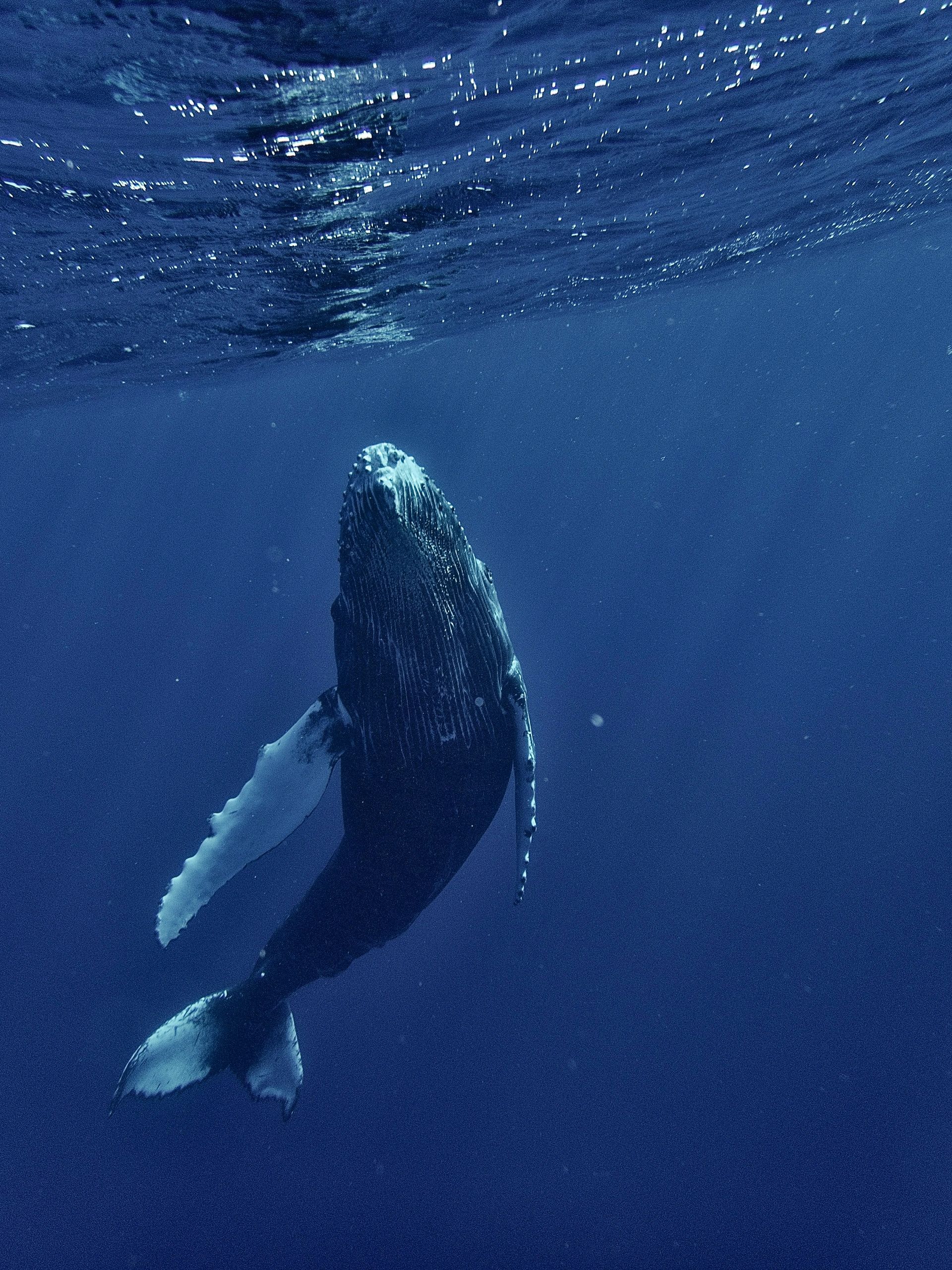 A whale swimming gracefully underwater near the surface.