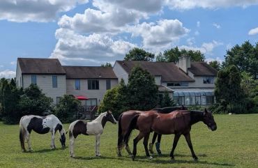 Four horses in a green field near a house.