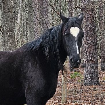 A black horse with white markings stands in a fenced area near a shed.