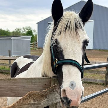 Close-up of a black and white horse behind a wooden fence.