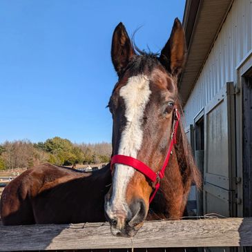 Brown horse with white face stripe and red halter leaning over fence.