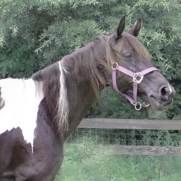 Black and white horse standing in a grassy area.