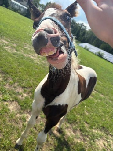 Close-up of a horse making a funny face.