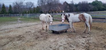 Two horses standing near a feeding trough in a fenced area.