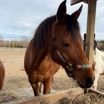 Close-up of a brown horse near a feeding trough.