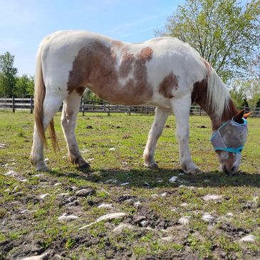 Pinto horse grazing in a fenced pasture on a sunny day.