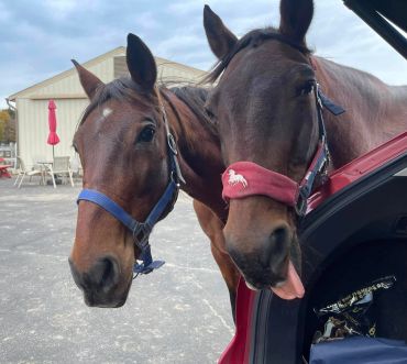 Two curious horses looking into a car window.