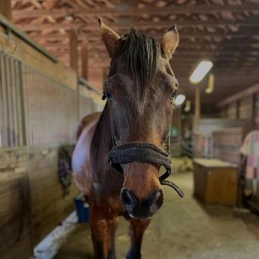 Brown horse standing in a stable.
