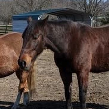 Two horses standing side by side in a muddy field.