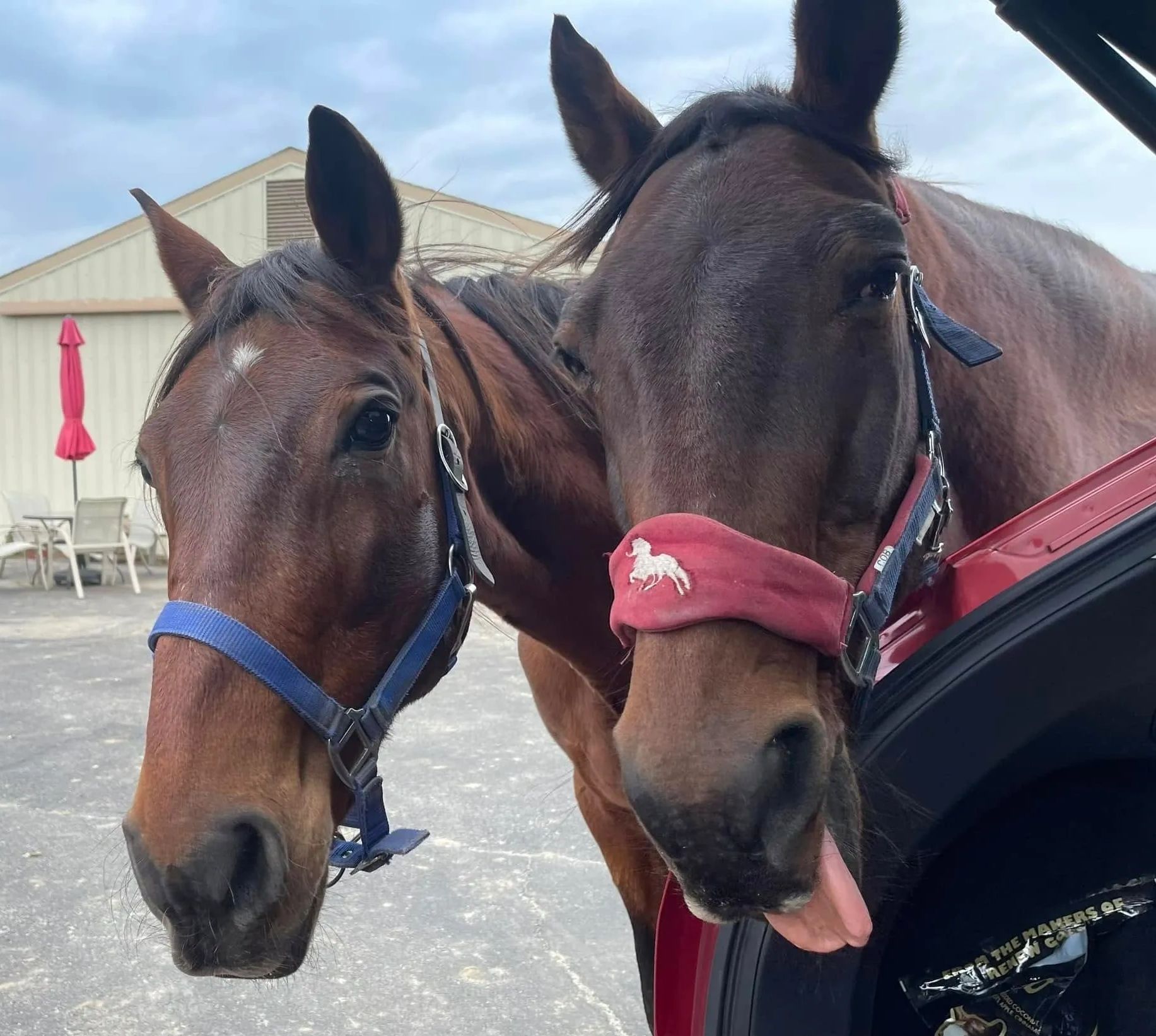 Two brown horses with bridles standing close together near a building and red umbrella.