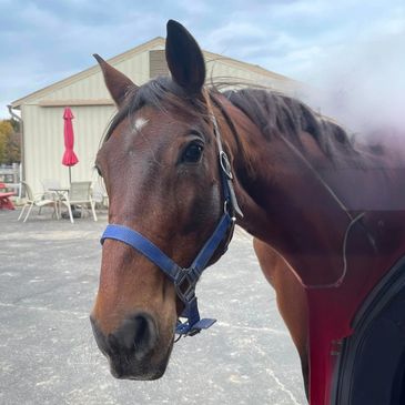 Close-up of a horse wearing a blue halter near a car trunk.