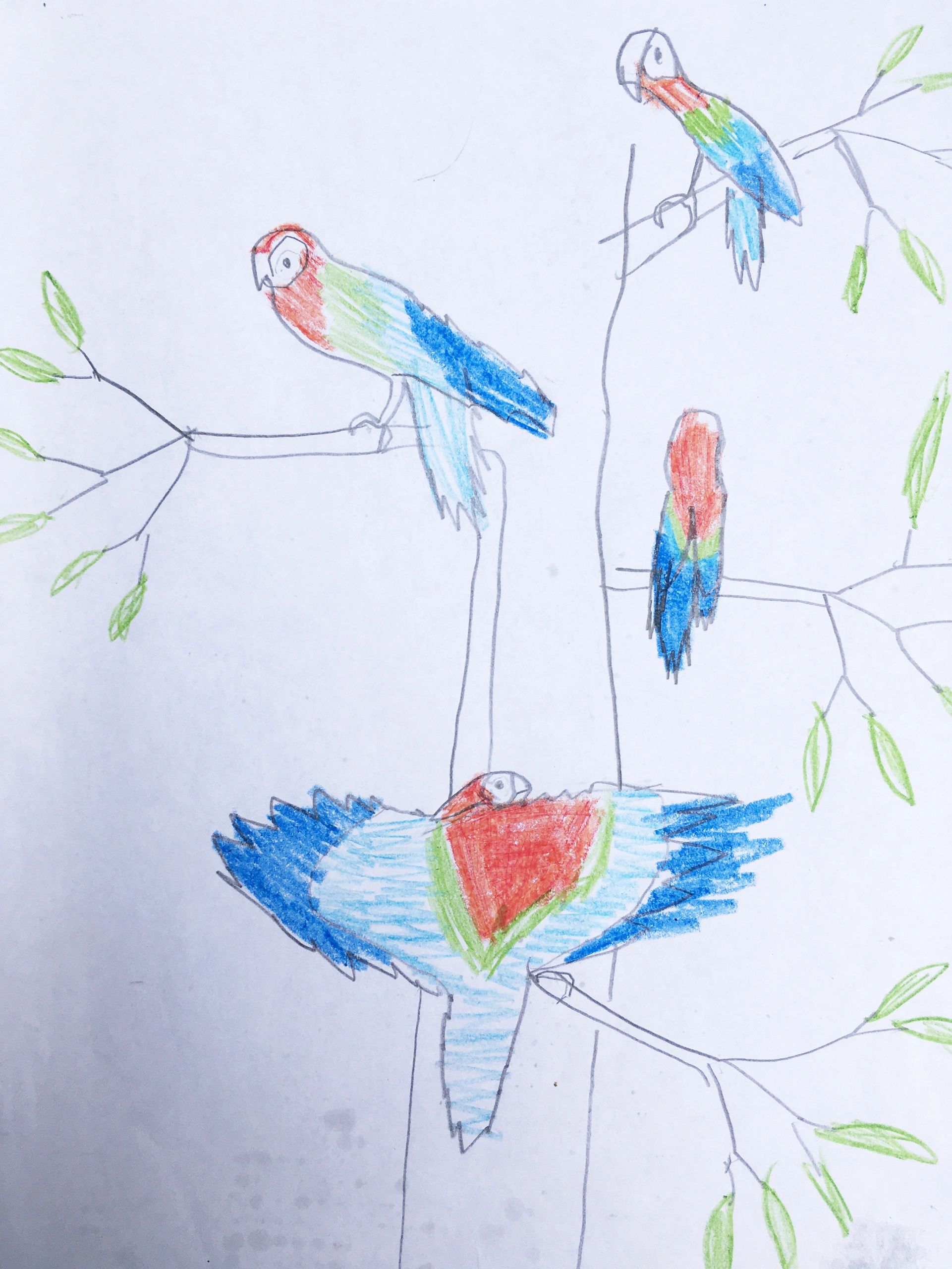 Birds from all sides in a tree. Crayons and pencil on copier paper. Age 5