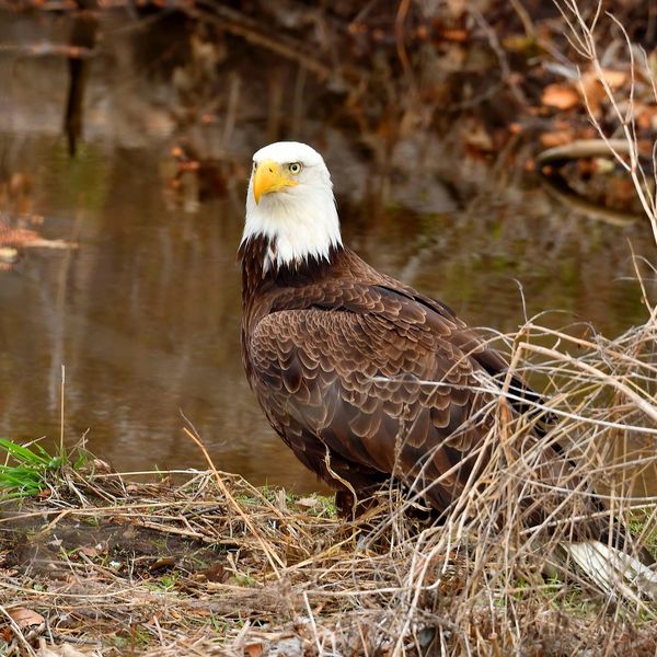 A bald eagle (MK) standing near a water body surrounded by dry grass.